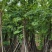 复绿羊蹄甲10～18公分基地直销质量优欢迎来电咨询