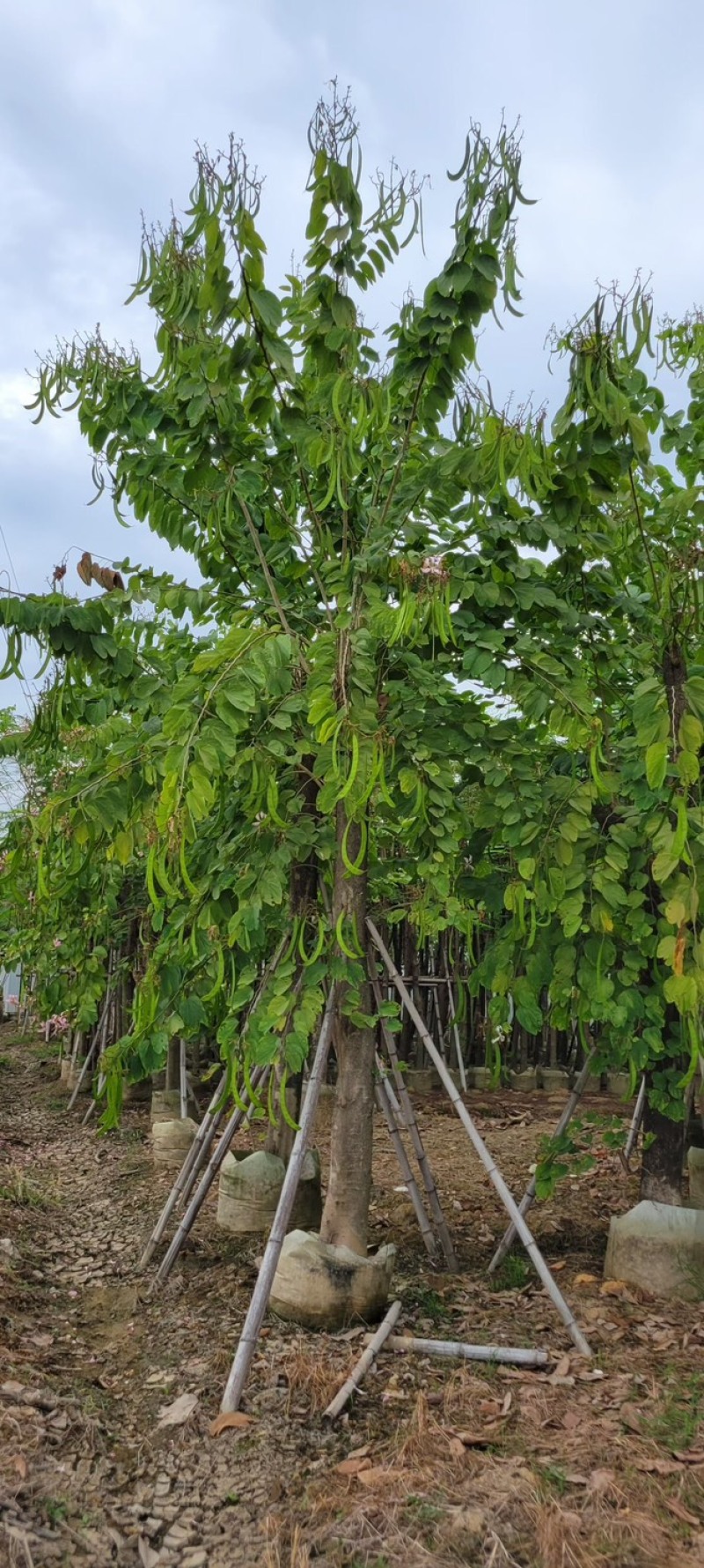 复绿羊蹄甲10～18公分基地直销质量优欢迎来电咨询