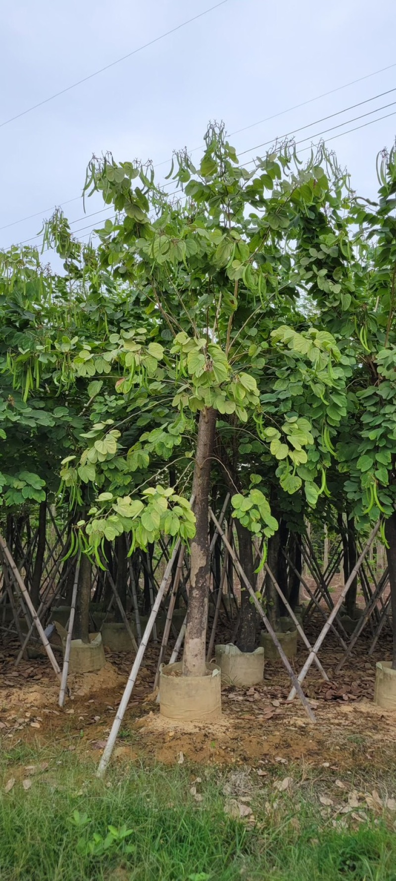 复绿羊蹄甲10～18公分基地直销质量优欢迎来电咨询