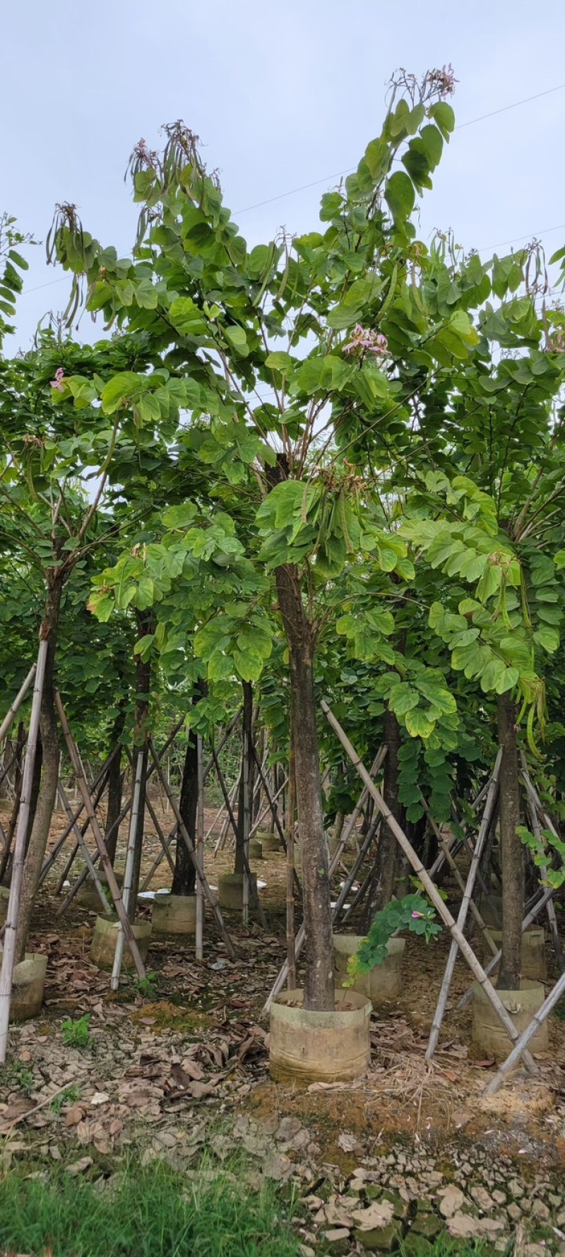 复绿羊蹄甲10～18公分基地直销质量优欢迎来电咨询