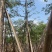 本地木棉18～28公分基地直销质量优欢迎老板来电咨询