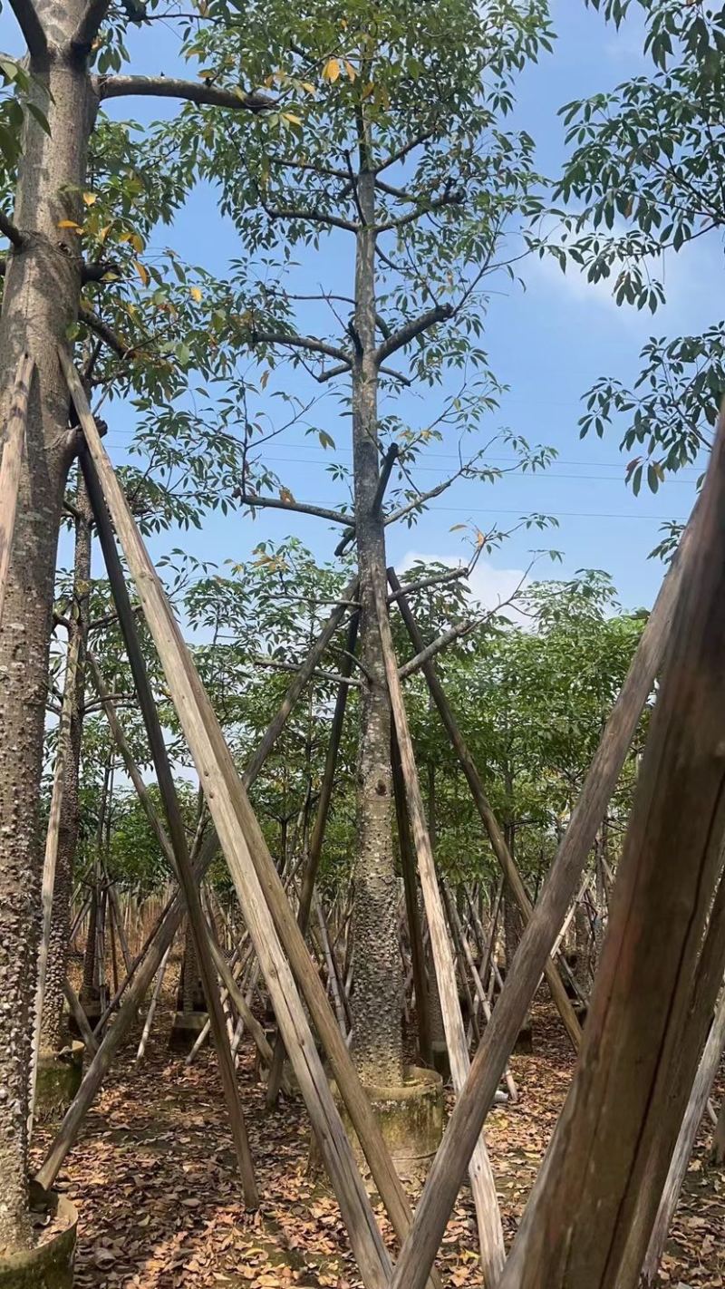 本地木棉18～28公分基地直销质量优欢迎老板来电咨询