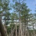 本地木棉18～28公分基地直销质量优欢迎老板来电咨询