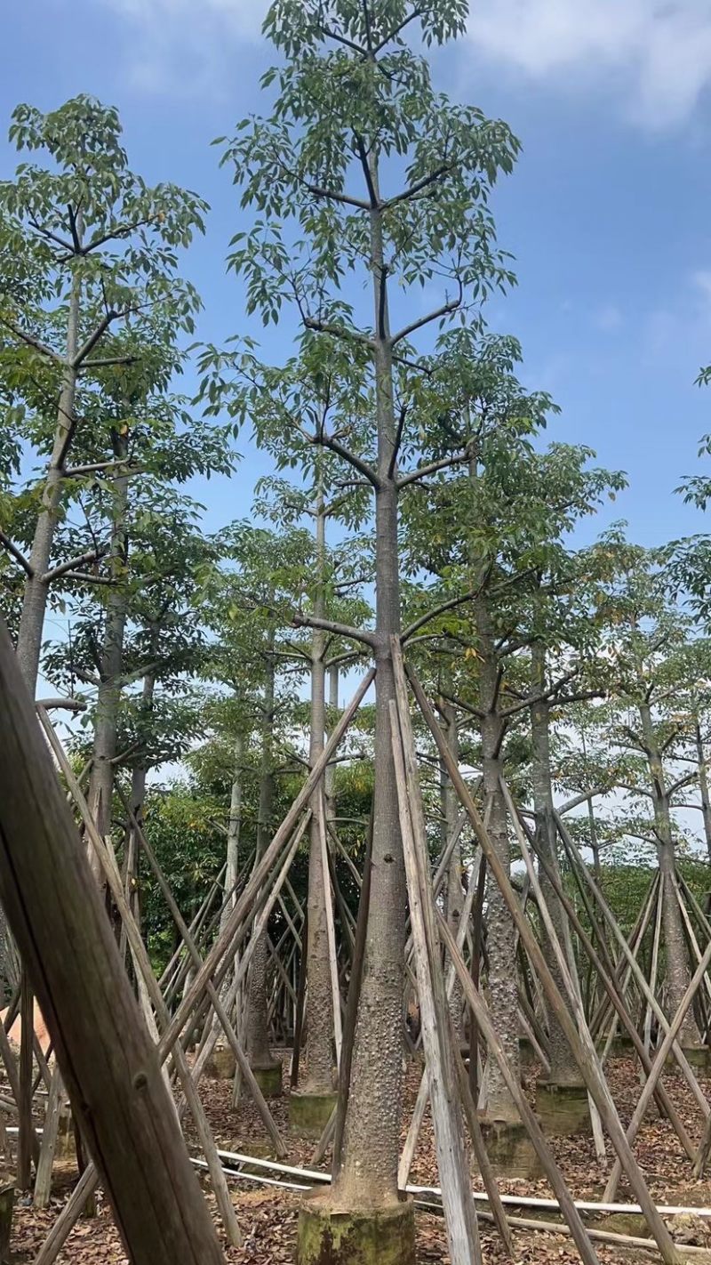 本地木棉18～28公分基地直销质量优欢迎老板来电咨询
