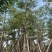 本地木棉18～28公分基地直销质量优欢迎老板来电咨询