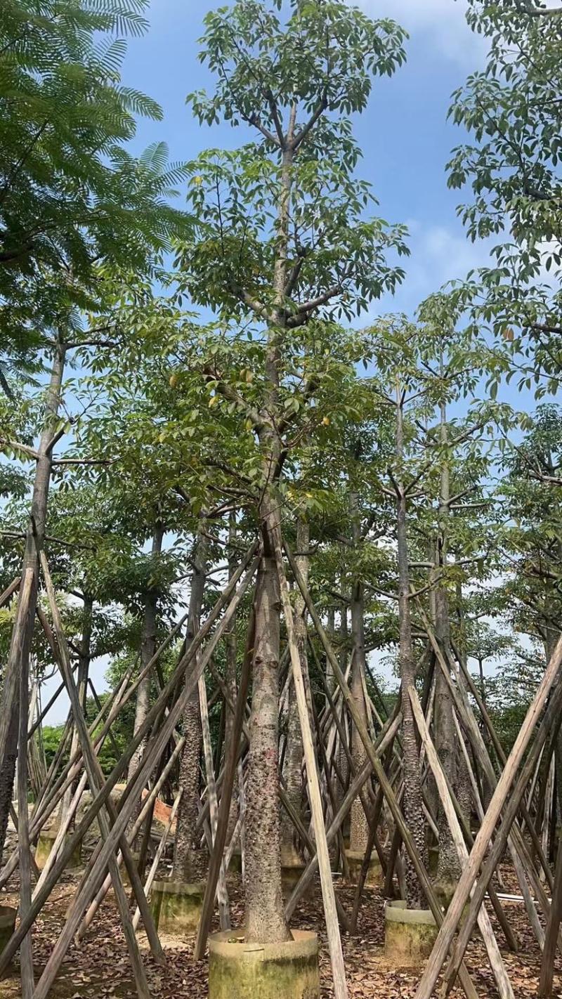 本地木棉18～28公分基地直销质量优欢迎老板来电咨询