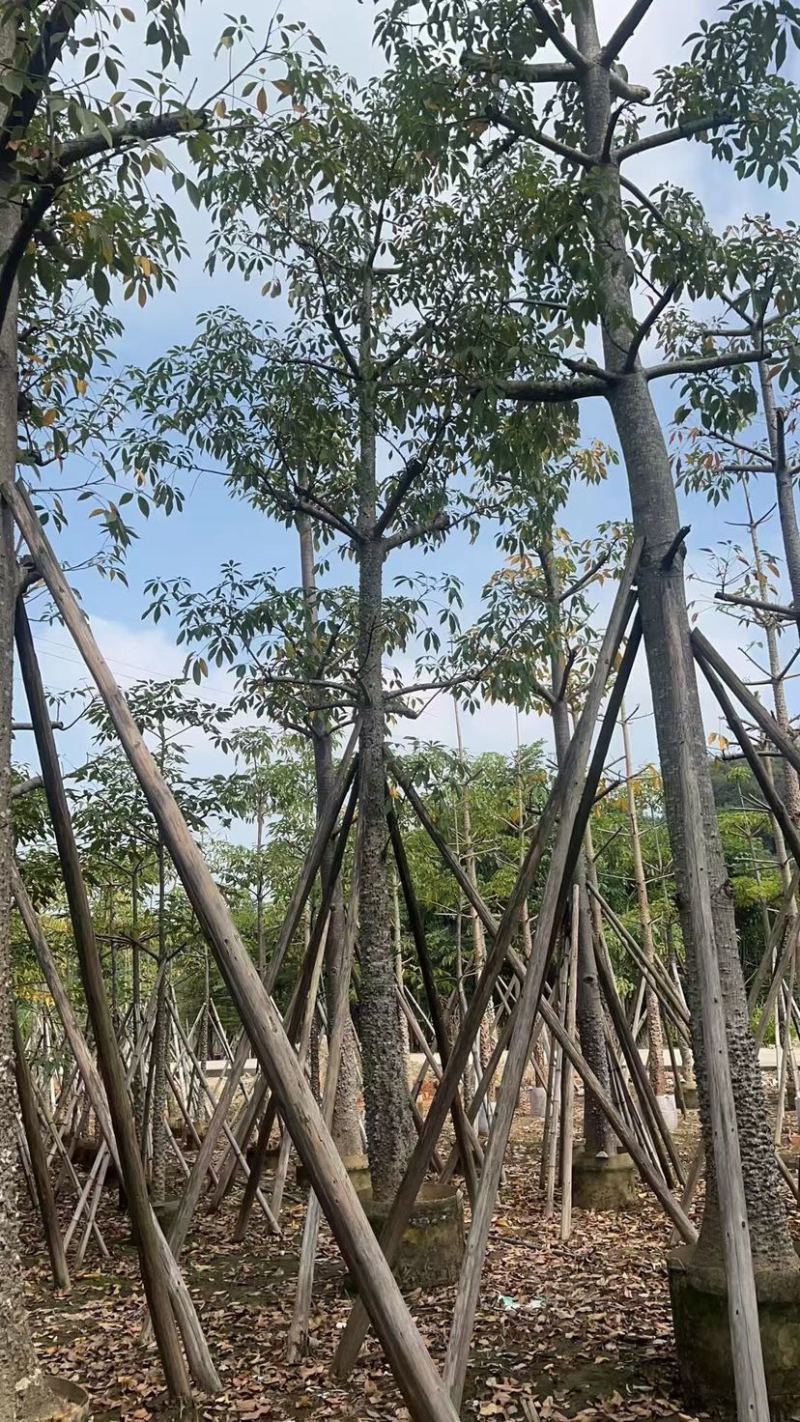 本地木棉18～28公分基地直销质量优欢迎老板来电咨询