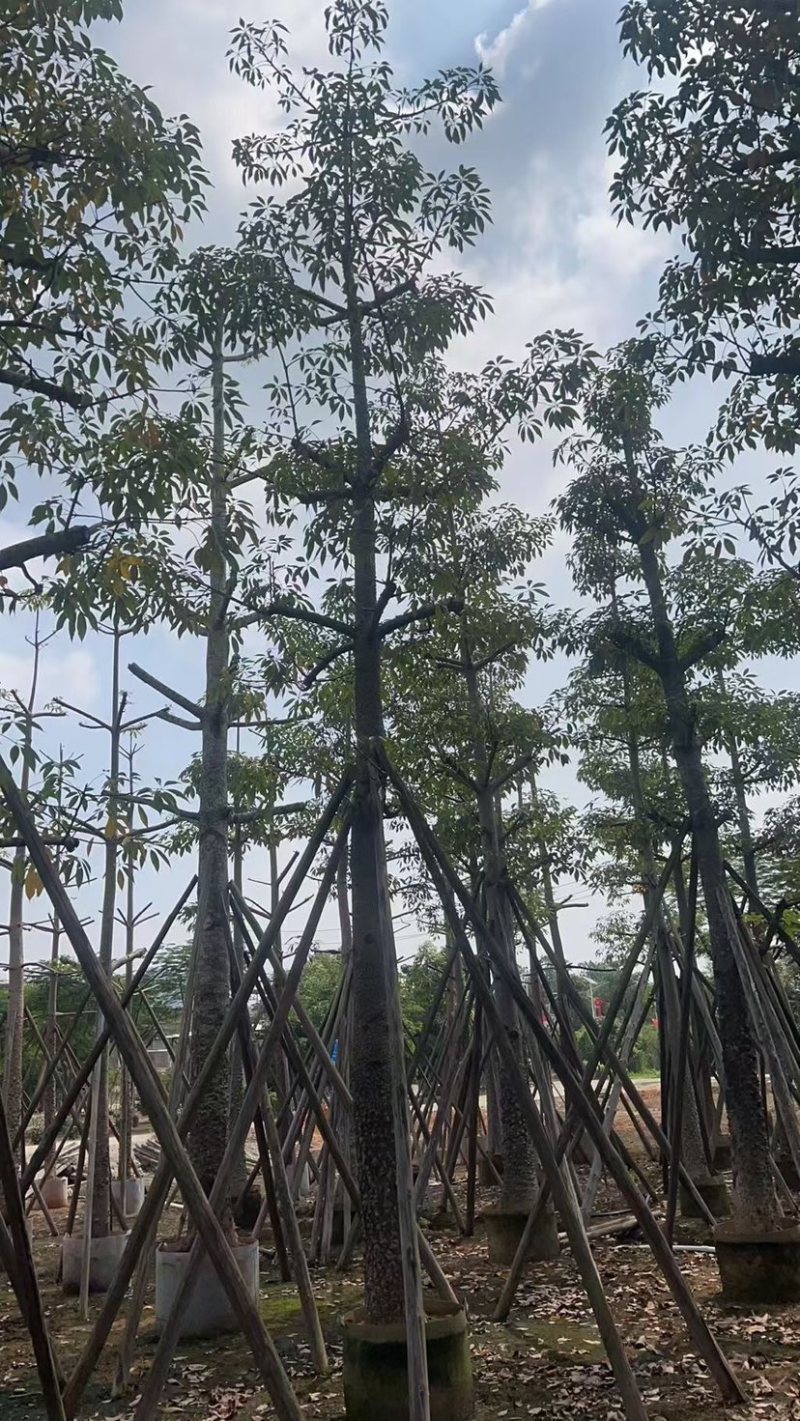 本地木棉18～28公分基地直销质量优欢迎老板来电咨询