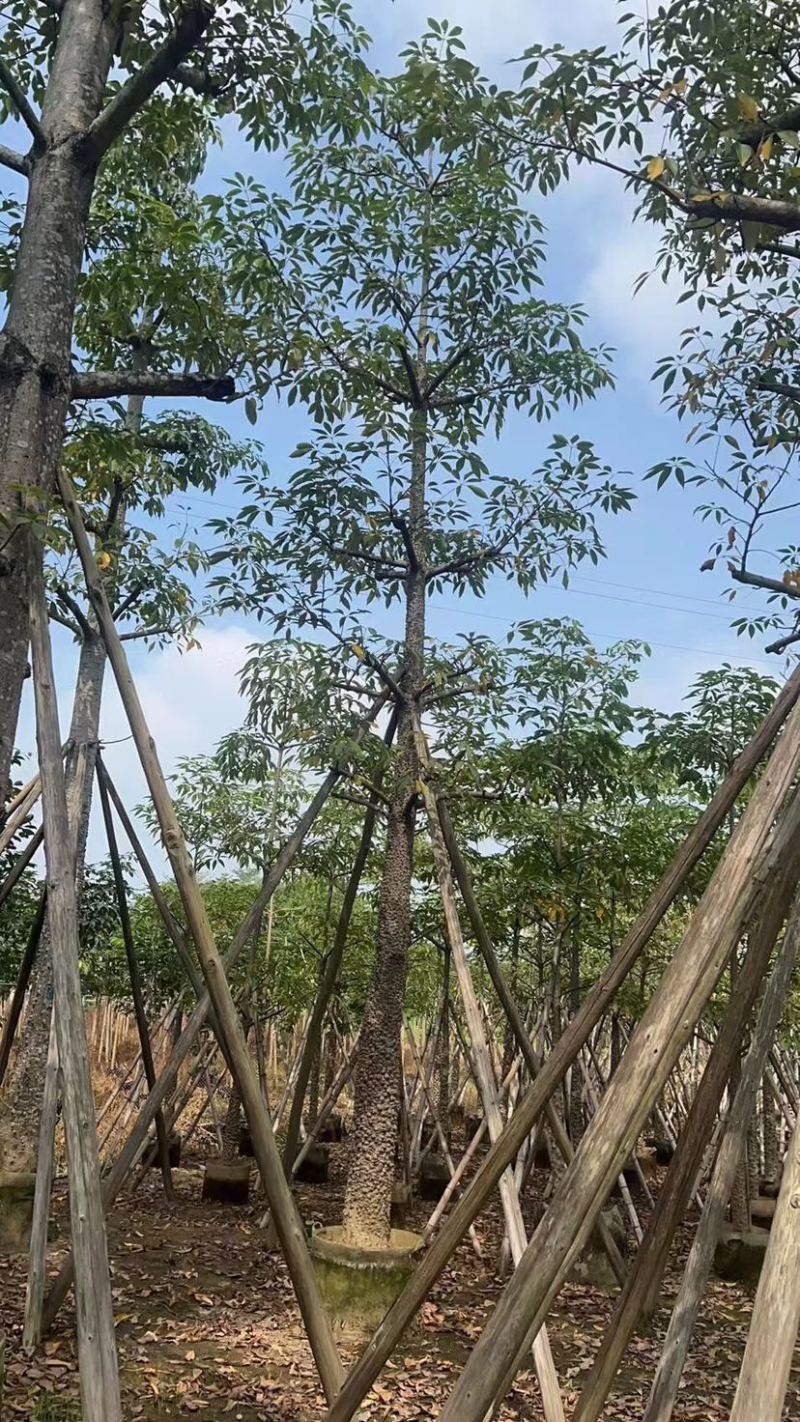 本地木棉18～28公分基地直销质量优欢迎老板来电咨询