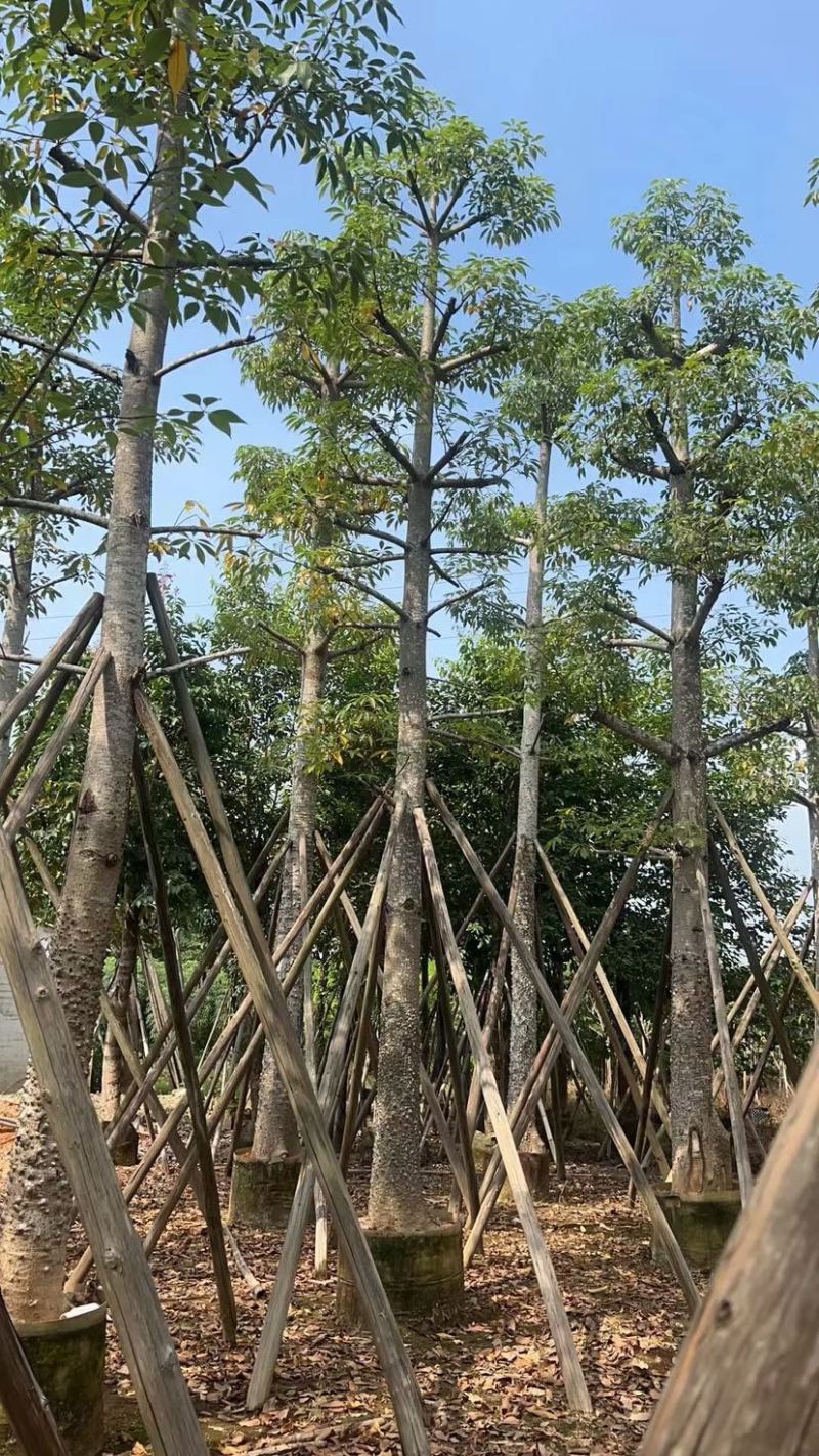 本地木棉18～28公分基地直销质量优欢迎老板来电咨询