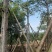 本地木棉18～28公分基地直销质量优欢迎老板来电咨询