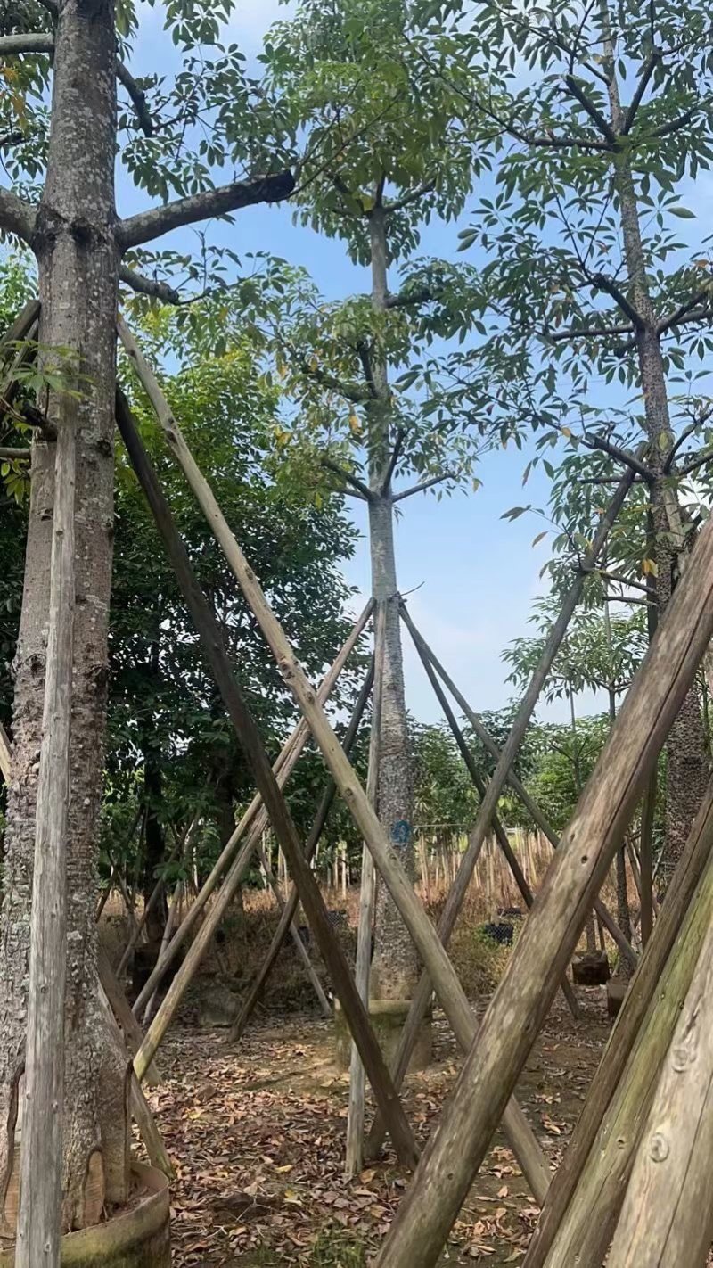 本地木棉18～28公分基地直销质量优欢迎老板来电咨询