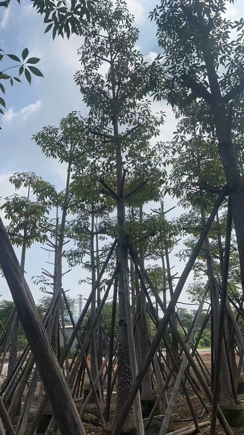 本地木棉18～28公分基地直销质量优欢迎老板来电咨询