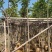 麻楝3～15公分基地直销规格齐全质量优欢迎老板来电