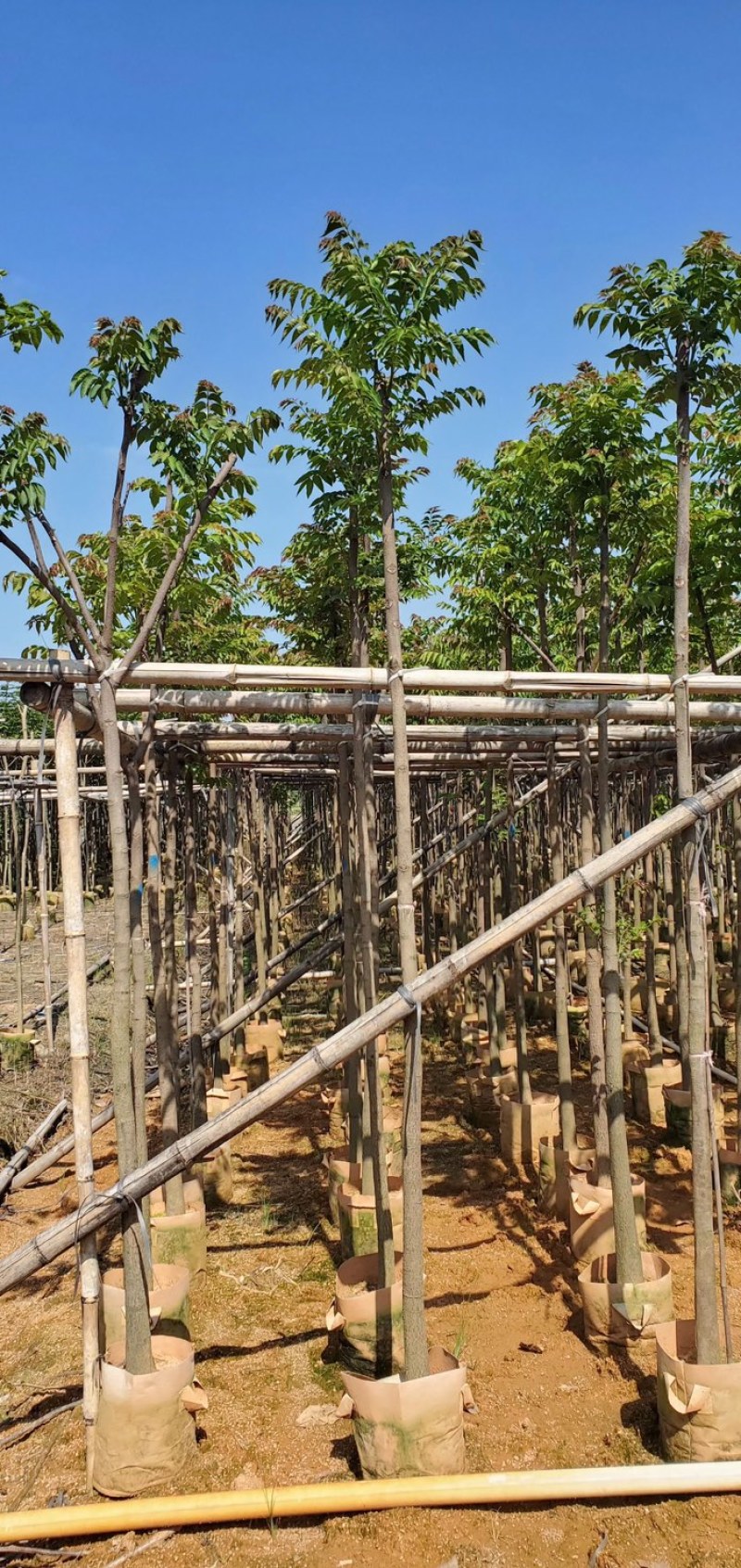麻楝3～15公分基地直销规格齐全质量优欢迎老板来电