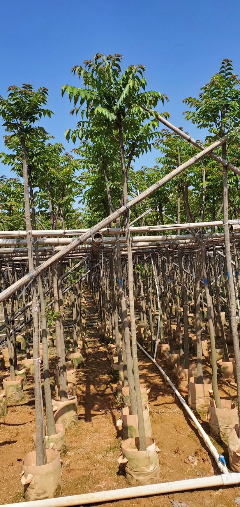 麻楝3～15公分基地直销规格齐全质量优欢迎老板来电