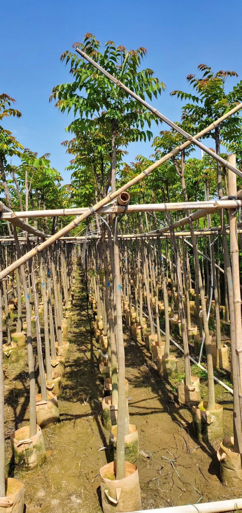麻楝3～15公分基地直销规格齐全质量优欢迎老板来电