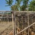 麻楝3～15公分基地直销规格齐全质量优欢迎老板来电