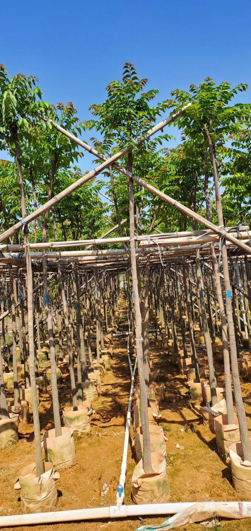 麻楝3～15公分基地直销规格齐全质量优欢迎老板来电
