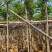 麻楝3～15公分基地直销规格齐全质量优欢迎老板来电