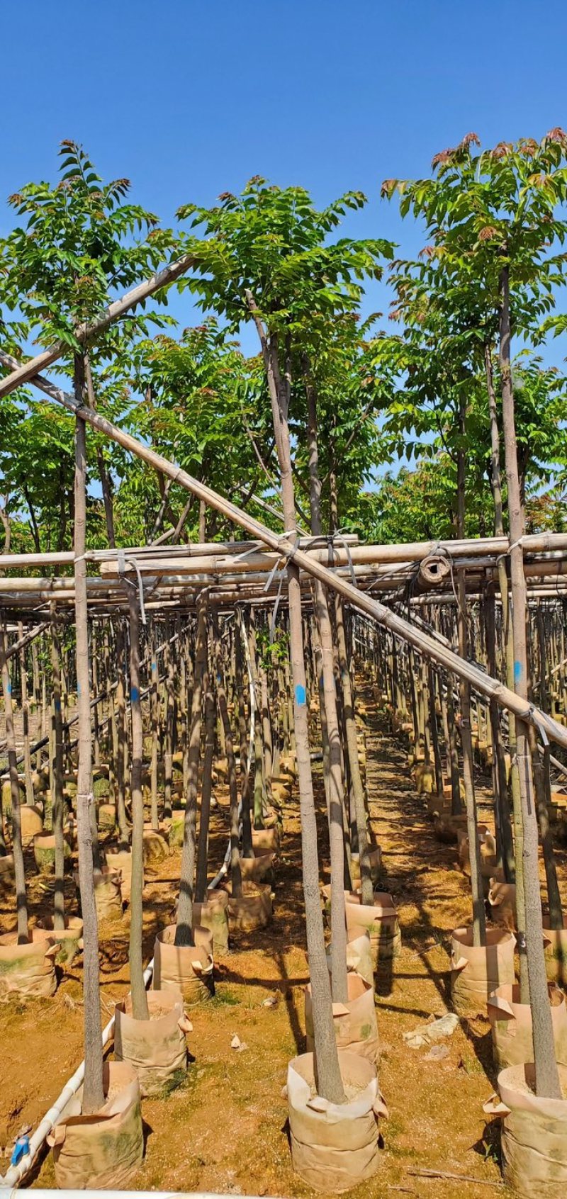 麻楝3～15公分基地直销规格齐全质量优欢迎老板来电