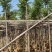 麻楝3～15公分基地直销规格齐全质量优欢迎老板来电