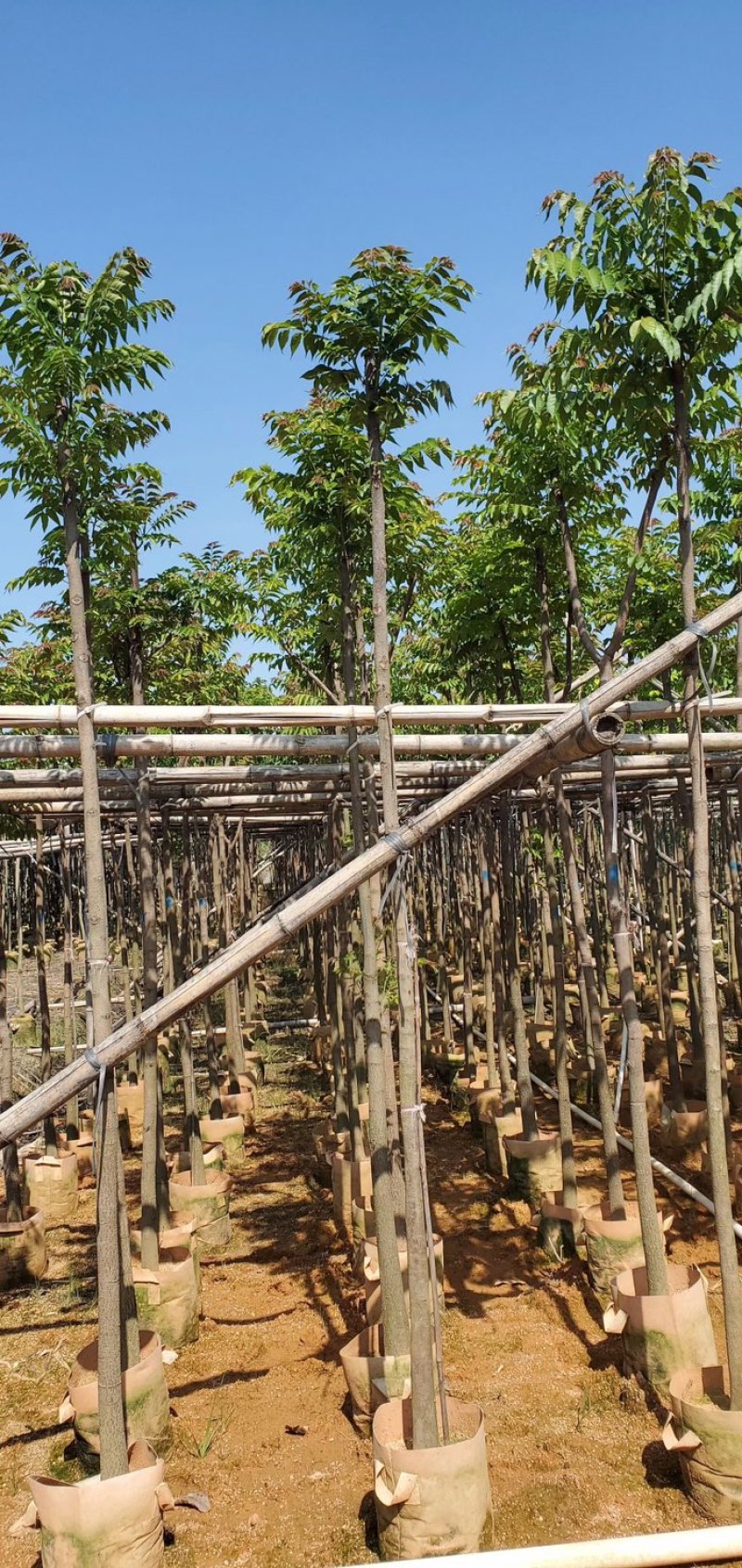 麻楝3～15公分基地直销规格齐全质量优欢迎老板来电