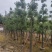 复绿美丽异木棉15～20公分基地直销规格齐全欢迎来电
