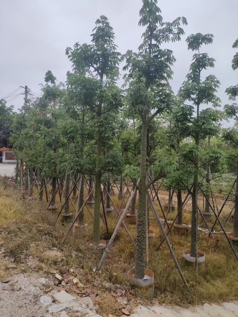 复绿美丽异木棉15～20公分基地直销规格齐全欢迎来电