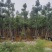 复绿美丽异木棉15～20公分基地直销规格齐全欢迎来电