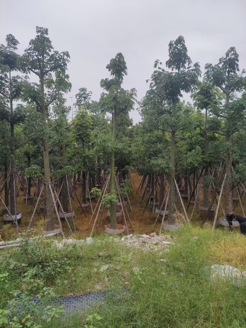 复绿美丽异木棉15～20公分基地直销规格齐全欢迎来电