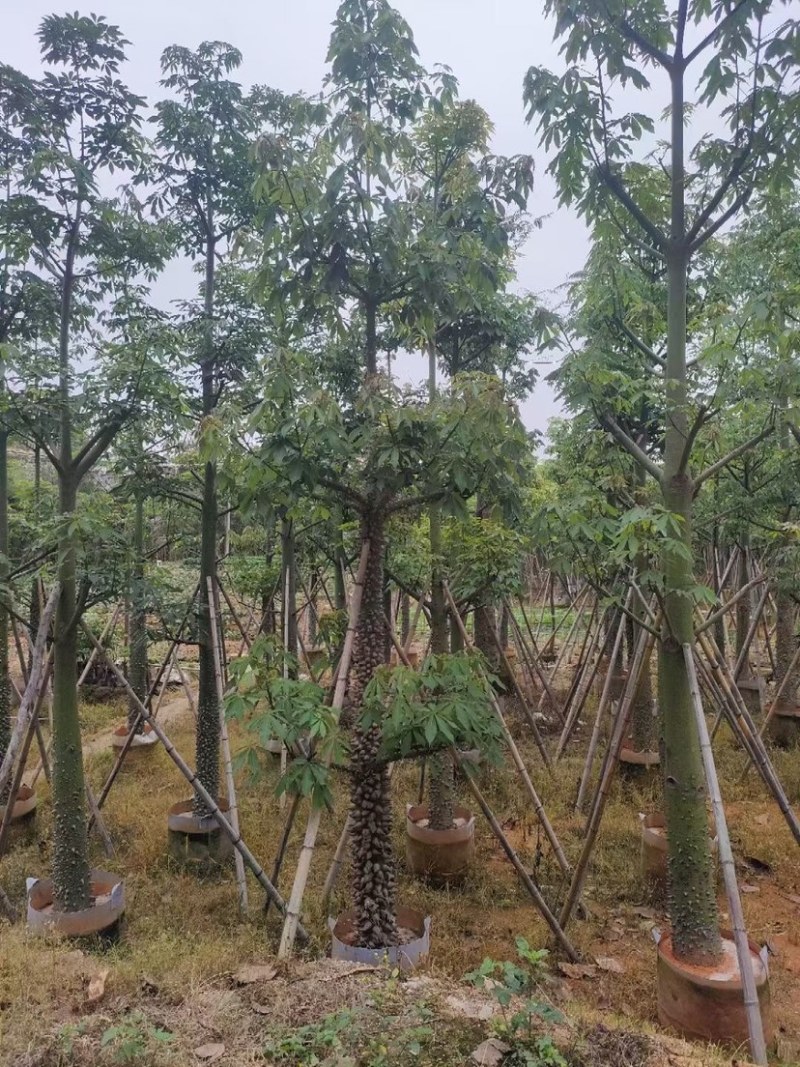 复绿美丽异木棉15～20公分基地直销规格齐全欢迎来电
