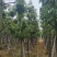 复绿美丽异木棉15～20公分基地直销规格齐全欢迎来电
