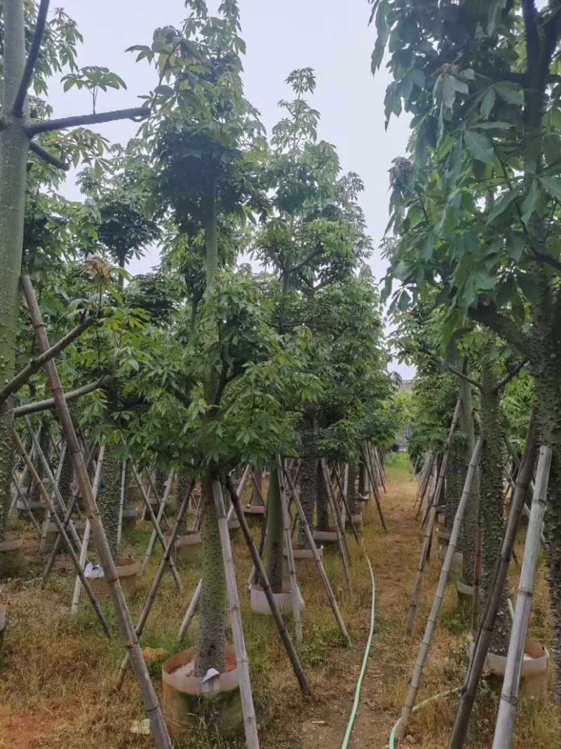 复绿美丽异木棉15～20公分基地直销规格齐全欢迎来电