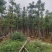复绿美丽异木棉15～20公分基地直销规格齐全欢迎来电