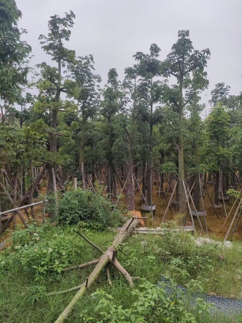 复绿美丽异木棉15～20公分基地直销规格齐全欢迎来电