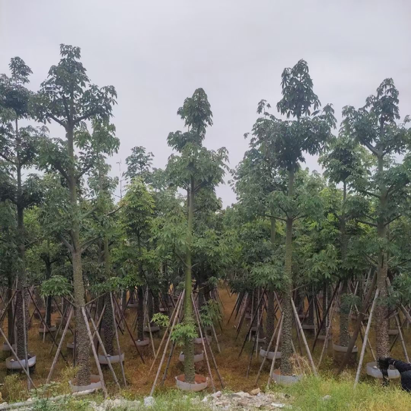 复绿美丽异木棉15～20公分基地直销规格齐全欢迎来电