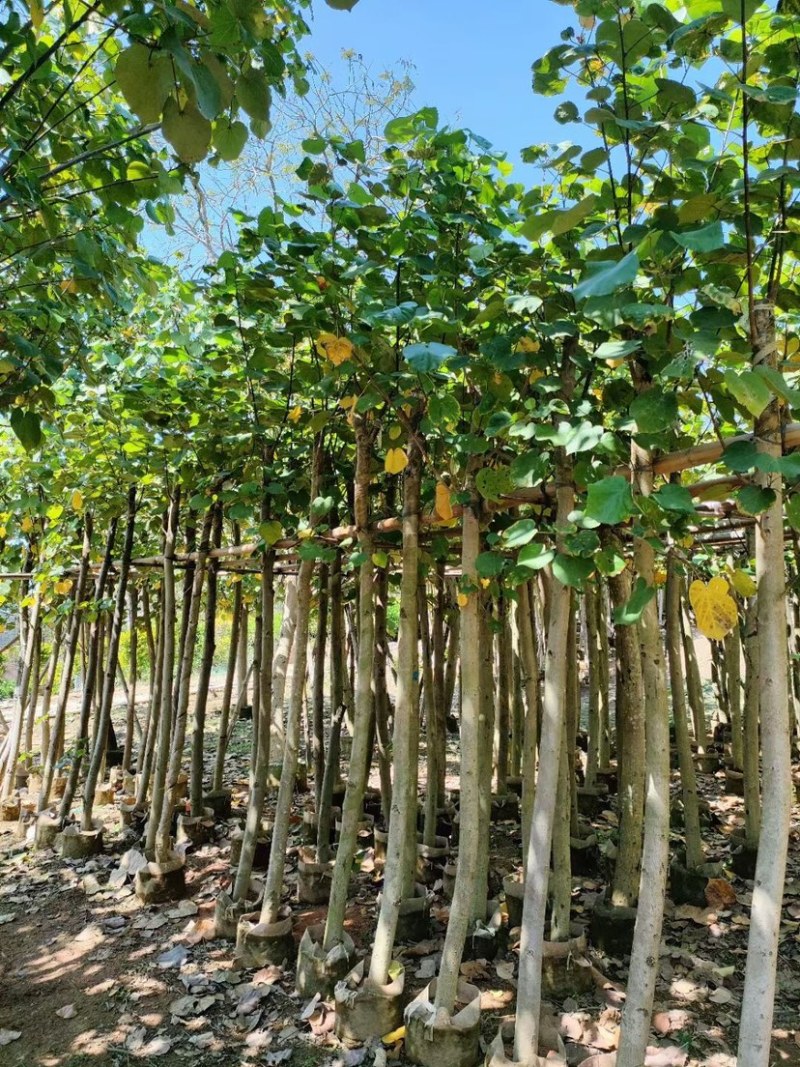 黄槿5～12公分基地直销规格齐全质量优欢迎老板来电