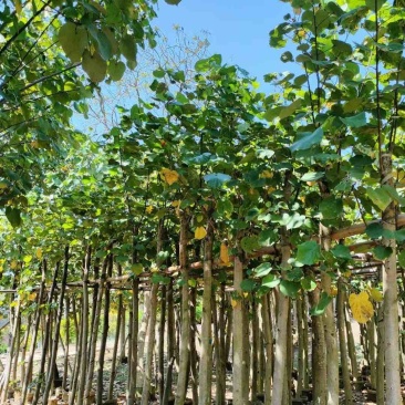 黄槿5～12公分基地直销规格齐全质量优欢迎老板来电
