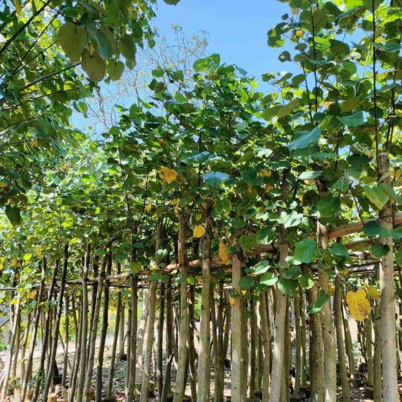 黄槿5～12公分基地直销规格齐全质量优欢迎老板来电