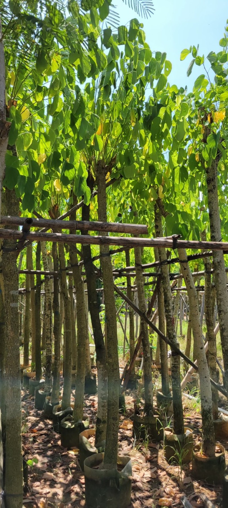 复绿羊蹄甲8～12公分基地直销规格齐全质量优来电