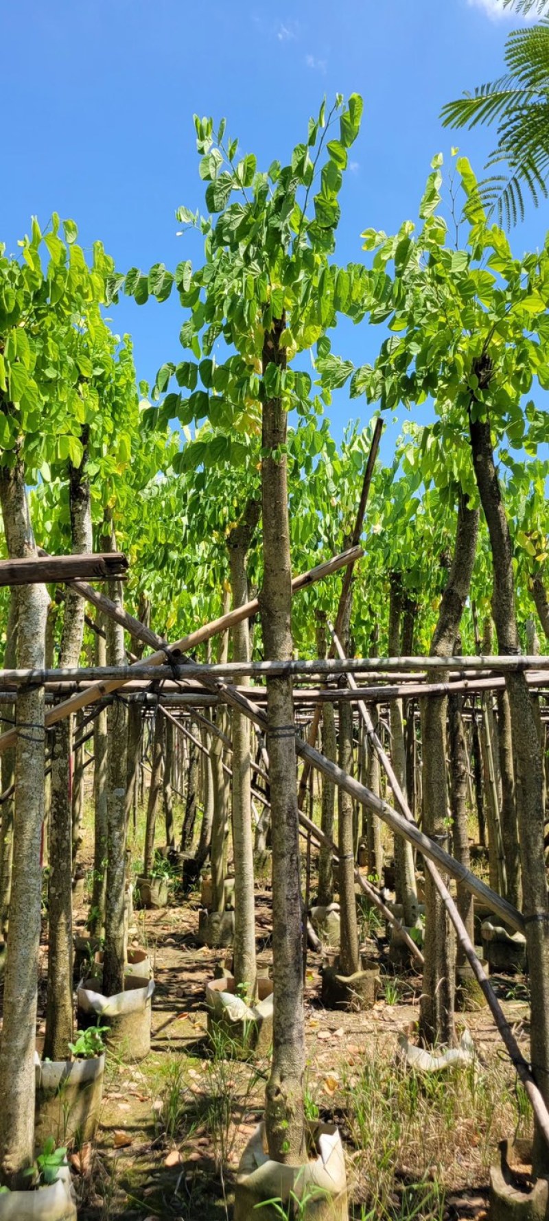 复绿羊蹄甲8～12公分基地直销规格齐全质量优来电