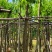 复绿羊蹄甲8～12公分基地直销规格齐全质量优来电