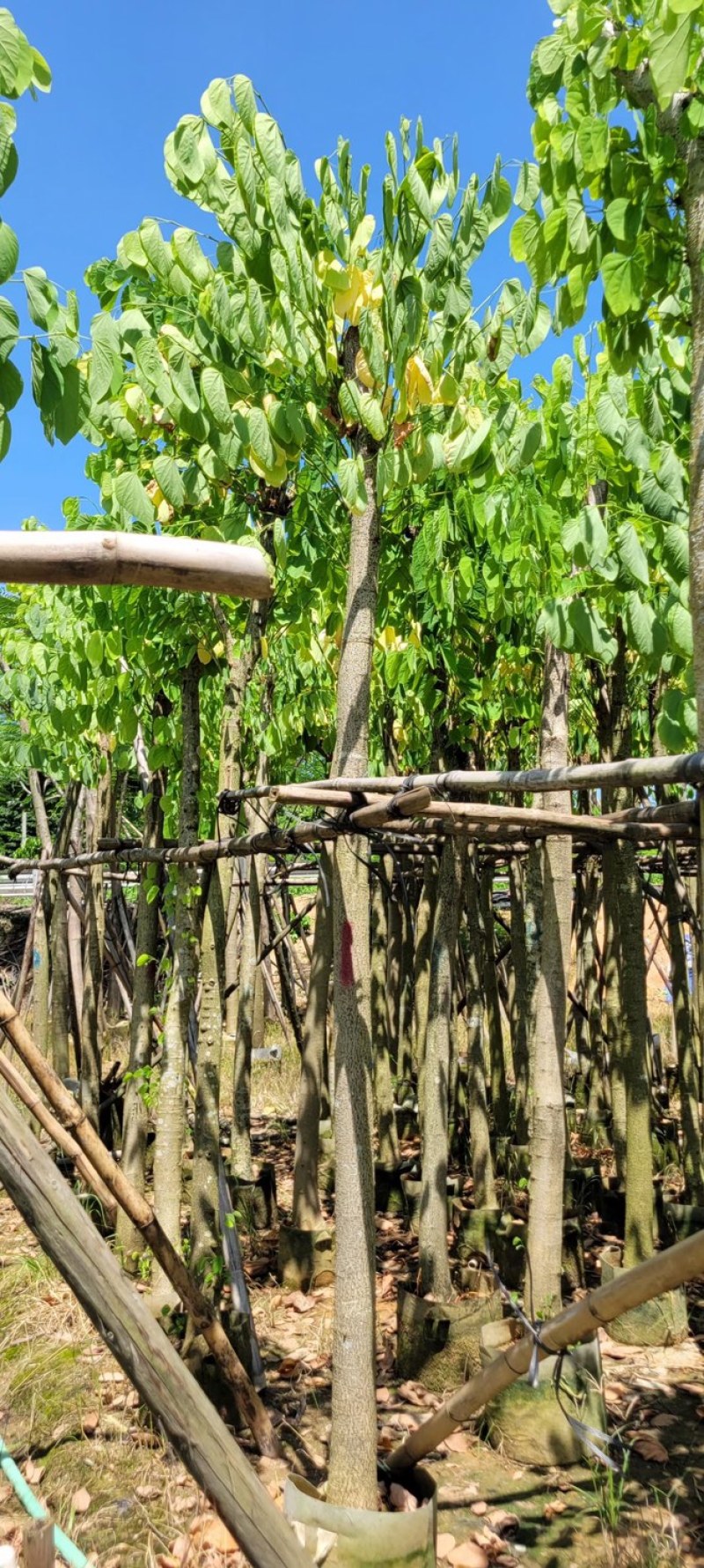 复绿羊蹄甲8～12公分基地直销规格齐全质量优来电
