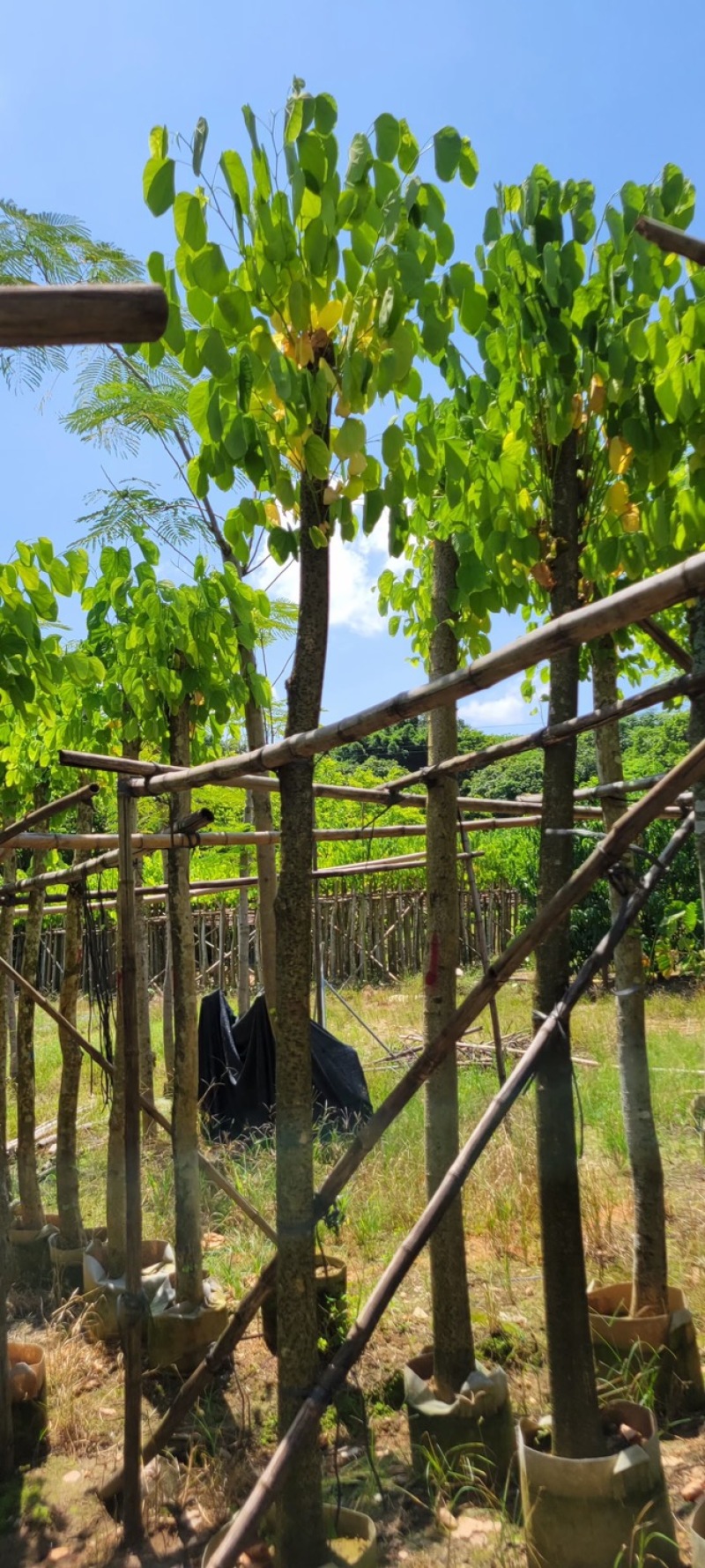 复绿羊蹄甲8～12公分基地直销规格齐全质量优来电