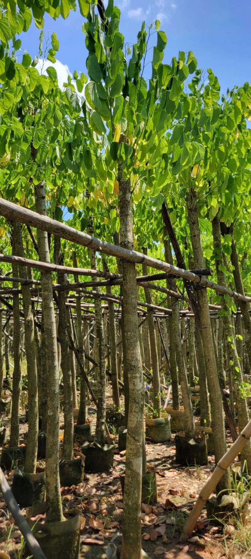 复绿羊蹄甲8～12公分基地直销规格齐全质量优来电