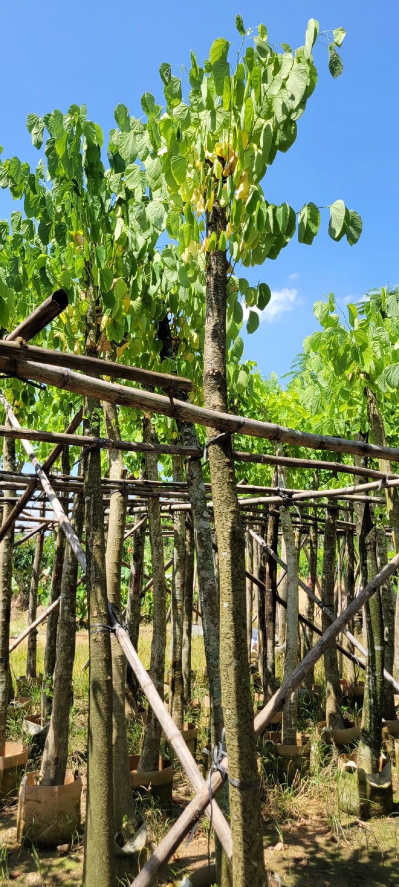复绿羊蹄甲8～12公分基地直销规格齐全质量优来电
