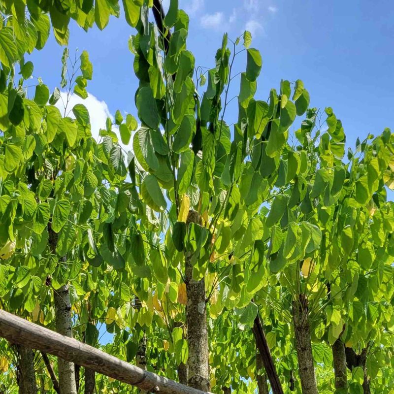复绿羊蹄甲8～12公分基地直销规格齐全质量优来电