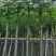 红花楹5～15公分基地直销规格齐全质量优欢迎来电咨询