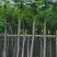 红花楹5～15公分基地直销规格齐全质量优欢迎来电咨询